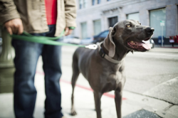 Dog Walker - Passeadores de cães para todas as  raças e portes