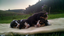 Beagle linda ninhada carinhosos