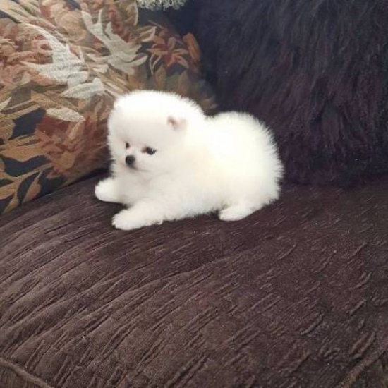 Filhotes de Pomerânia adoráveis para adoção gratuita